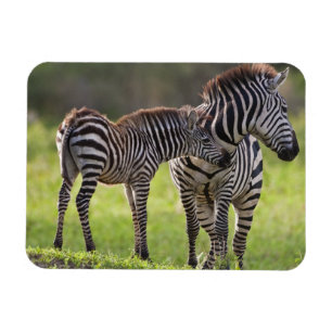 Afrika. Tanzania. Gewone zebra moeder en baby Magneet