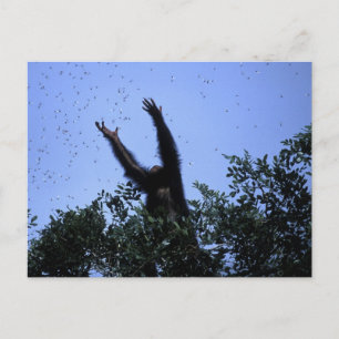 Afrika, Tanzania, Glitter bereikt voor vliegen Briefkaart