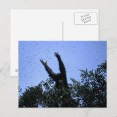 Afrika, Tanzania, Glitter bereikt voor vliegen Briefkaart (Voorkant / Achterkant)