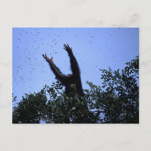 Afrika, Tanzania, Glitter bereikt voor vliegen Briefkaart (Voorkant)