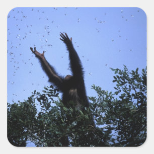 Afrika, Tanzania, Glitter reikt naar vliegend Vierkante Sticker