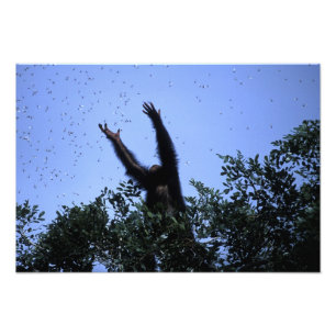 Afrika, Tanzania, Glitter reikt naar vliegende Foto Afdruk