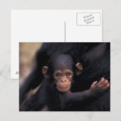 Afrika, Tanzania, Gombe Nat'l Park Briefkaart (Voorkant / Achterkant)