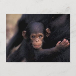 Afrika, Tanzania, Gombe Nat'l Park Briefkaart