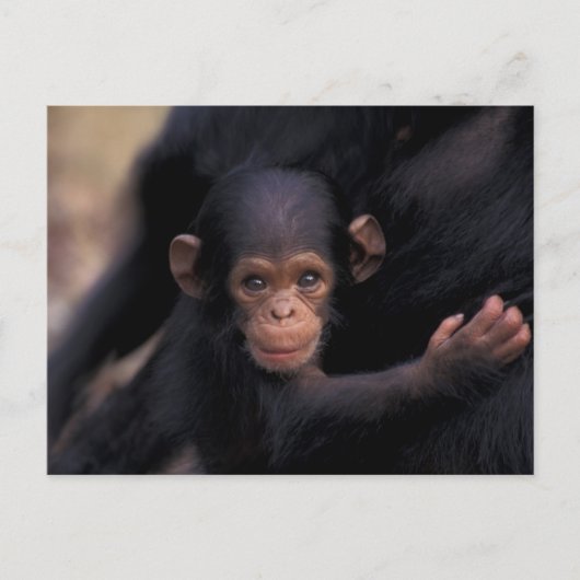 Afrika, Tanzania, Gombe Nat'l Park Briefkaart (Voorkant)