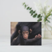 Afrika, Tanzania, Gombe Nat'l Park Briefkaart (Staand voorkant)