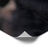 Afrika, Tanzania, Gombe Nat'l Park, Flirt, a Poster (Hoek)