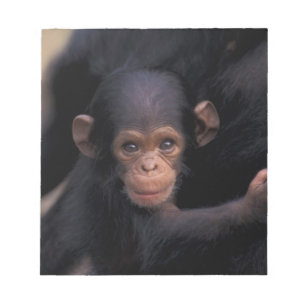 Afrika, Tanzania, Gombe Nat'l Park Notitieblok