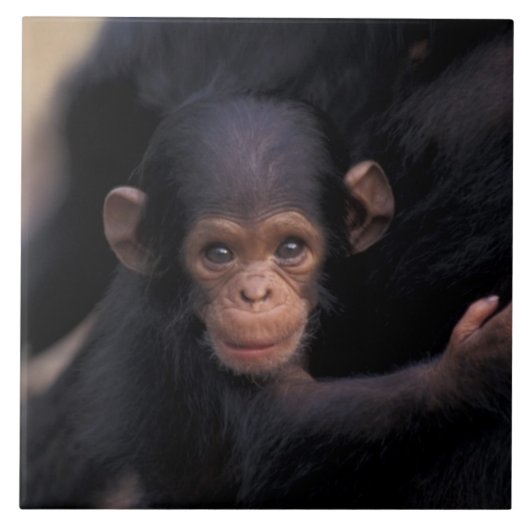 Afrika, Tanzania, Gombe Nat'l Park Tegeltje (Voorkant)