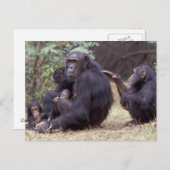 Afrika, Tanzania, Gombe NP Baby vrouw Briefkaart (Voorkant / Achterkant)