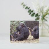 Afrika, Tanzania, Gombe NP Baby vrouw Briefkaart (Staand voorkant)