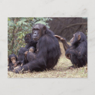 Afrika, Tanzania, Gombe NP jonge vrouwelijke chimp Briefkaart