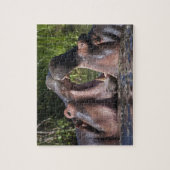 Afrika. Tanzania. Hipopotamus sparring Legpuzzel (Verticaal)