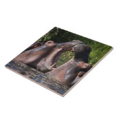 Afrika. Tanzania. Hipopotamus sparring Tegeltje (Zijkant)