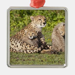 Afrika. Tanzania. Jachtluipaard moeder en welpen 2 Metalen Ornament