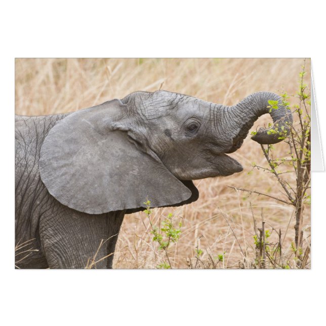 Afrika. Tanzania. Jonge olifant bij Tarangire (Voorkant Horizontaal)