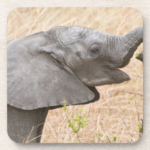Afrika. Tanzania. Jonge Olifant bij Tarangire Bier Onderzetter