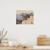 Afrika. Tanzania. Jonge olifant bij Tarangire Poster (Keuken)
