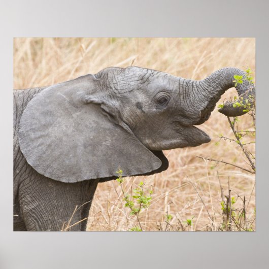 Afrika. Tanzania. Jonge olifant bij Tarangire Poster (Voorkant)