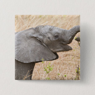 Afrika. Tanzania. Jonge olifant bij Tarangire Vierkante Button 5,1 Cm