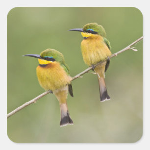 Afrika. Tanzania. Kleine Bijeneters bij Manyara Vierkante Sticker