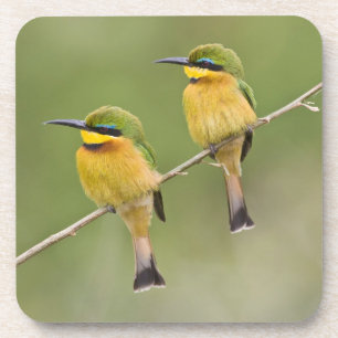 Afrika. Tanzania. Little Bee Eaters op Manyara Drankjes Onderzetter