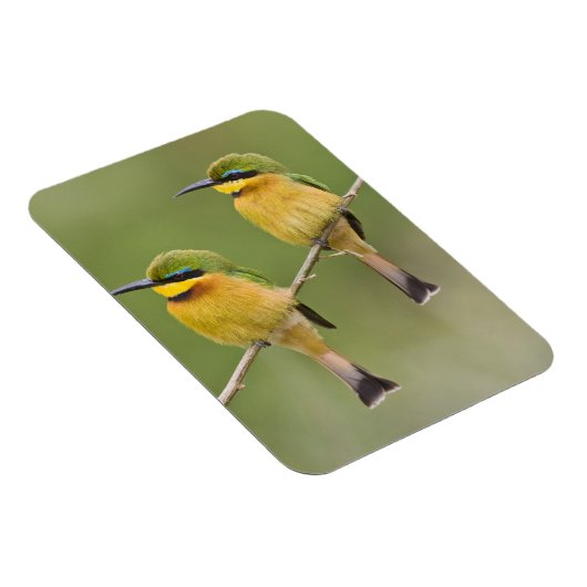 Afrika. Tanzania. Little Bee Eaters op Manyara Magneet (Rechterzijde)