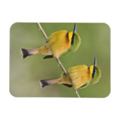 Afrika. Tanzania. Little Bee Eaters op Manyara Magneet (Horizontaal)