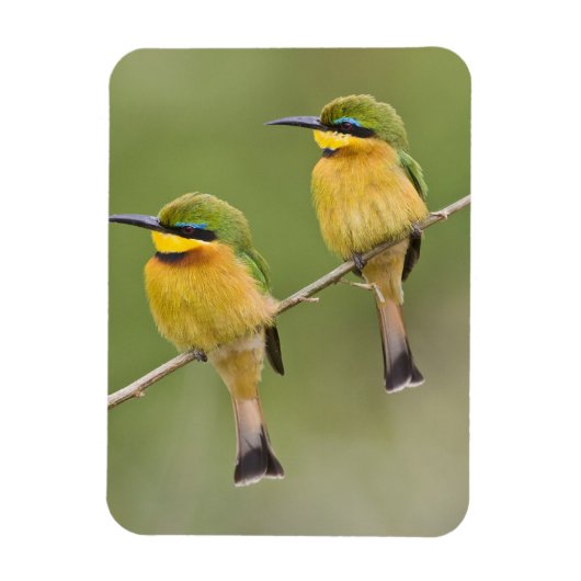 Afrika. Tanzania. Little Bee Eaters op Manyara Magneet (Verticaal)