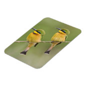 Afrika. Tanzania. Little Bee Eaters op Manyara Magneet (Linkerzijde)