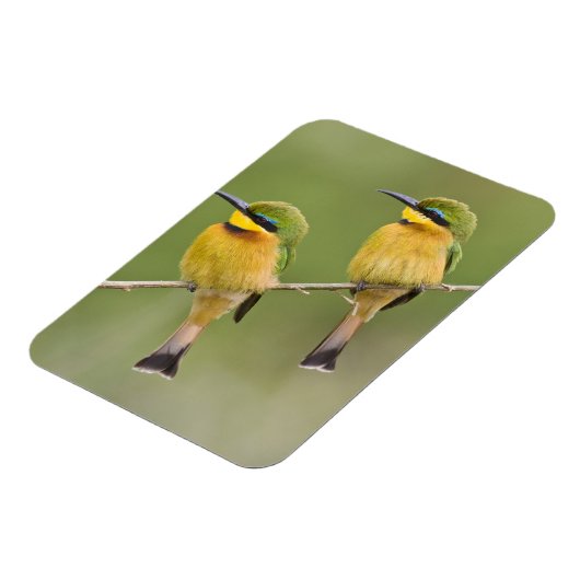 Afrika. Tanzania. Little Bee Eaters op Manyara Magneet (Linkerzijde)