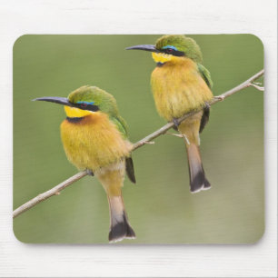 Afrika. Tanzania. Little Bee Eaters op Manyara Muismat