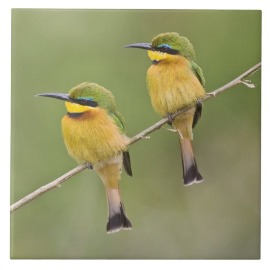 Afrika. Tanzania. Little Bee Eaters op Manyara Tegeltje (Voorkant)