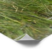 Afrika. Tanzania. Male Saddle-buikstorm op Poster (Hoek)