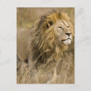 Afrika. Tanzania. Mannelijke Leeuw bij Ngorongoro Briefkaart