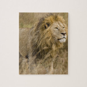 Afrika. Tanzania. Mannelijke Leeuw bij Ngorongoro Legpuzzel