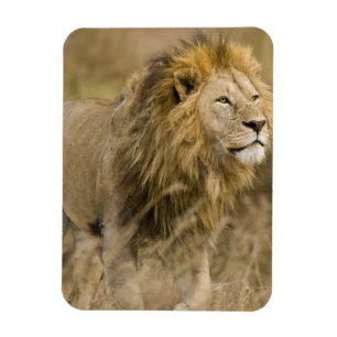 Afrika. Tanzania. Mannelijke Leeuw bij Ngorongoro Magneet