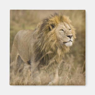 Afrika. Tanzania. Mannelijke Leeuw bij Ngorongoro Magneet