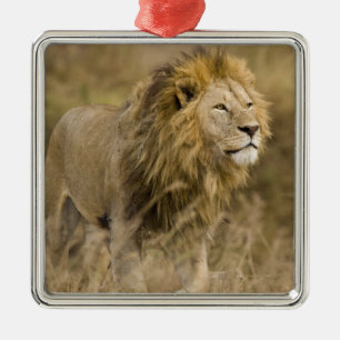 Afrika. Tanzania. Mannelijke Leeuw bij Ngorongoro Metalen Ornament