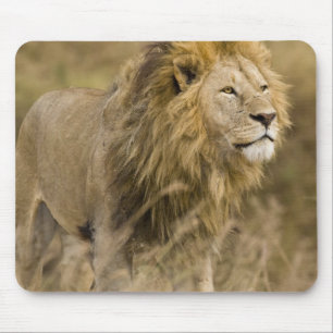 Afrika. Tanzania. Mannelijke Leeuw bij Ngorongoro Muismat