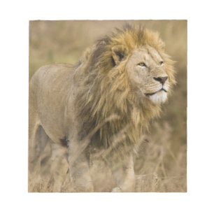 Afrika. Tanzania. Mannelijke Leeuw bij Ngorongoro Notitieblok