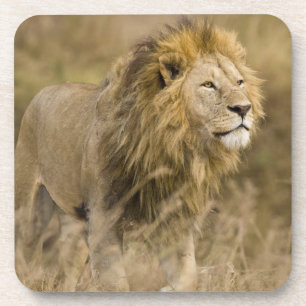 Afrika. Tanzania. Mannelijke Leeuw bij Ngorongoro Onderzetter