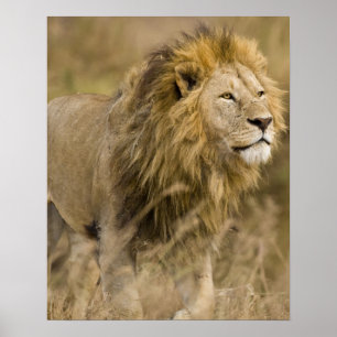 Afrika. Tanzania. Mannelijke Leeuw bij Ngorongoro Poster