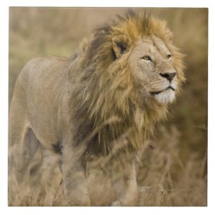 Afrika. Tanzania. Mannelijke Leeuw bij Ngorongoro Tegeltje