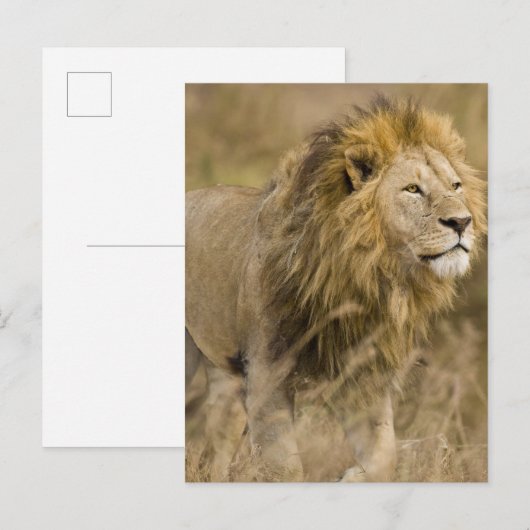 Afrika. Tanzania. Mannelijke lion bij Ngorongoro Briefkaart (Voorkant / Achterkant)