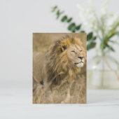 Afrika. Tanzania. Mannelijke lion bij Ngorongoro Briefkaart (Staand voorkant)