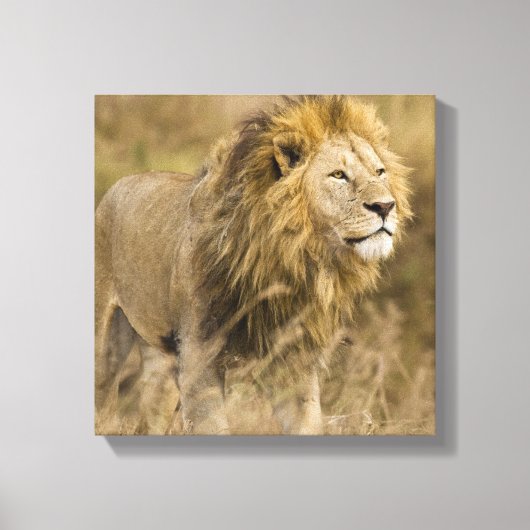 Afrika. Tanzania. Mannelijke lion bij Ngorongoro Canvas Afdruk (Voorkant)