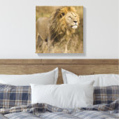 Afrika. Tanzania. Mannelijke lion bij Ngorongoro Canvas Afdruk (Insitu (Slaapkamer))