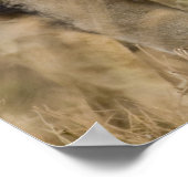 Afrika. Tanzania. Mannelijke lion bij Ngorongoro Poster (Hoek)