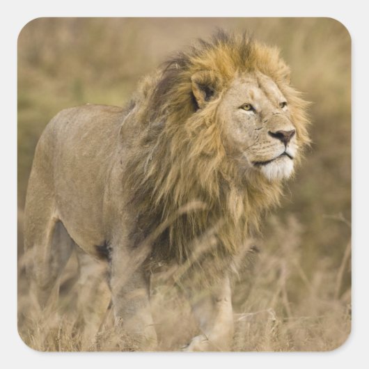 Afrika. Tanzania. Mannelijke lion bij Ngorongoro Vierkante Sticker (Voorkant)